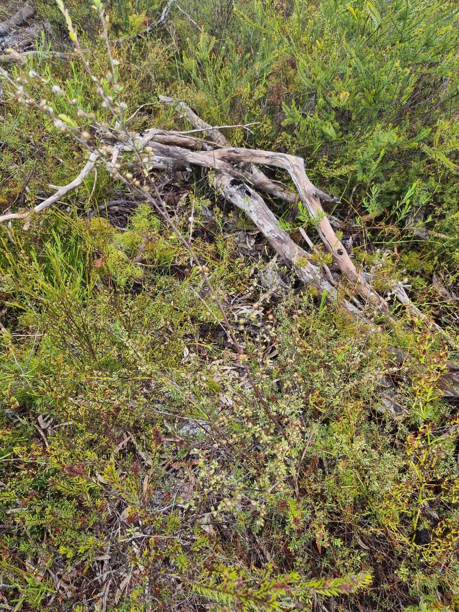 Image of Leptospermum semibaccatum Cheel