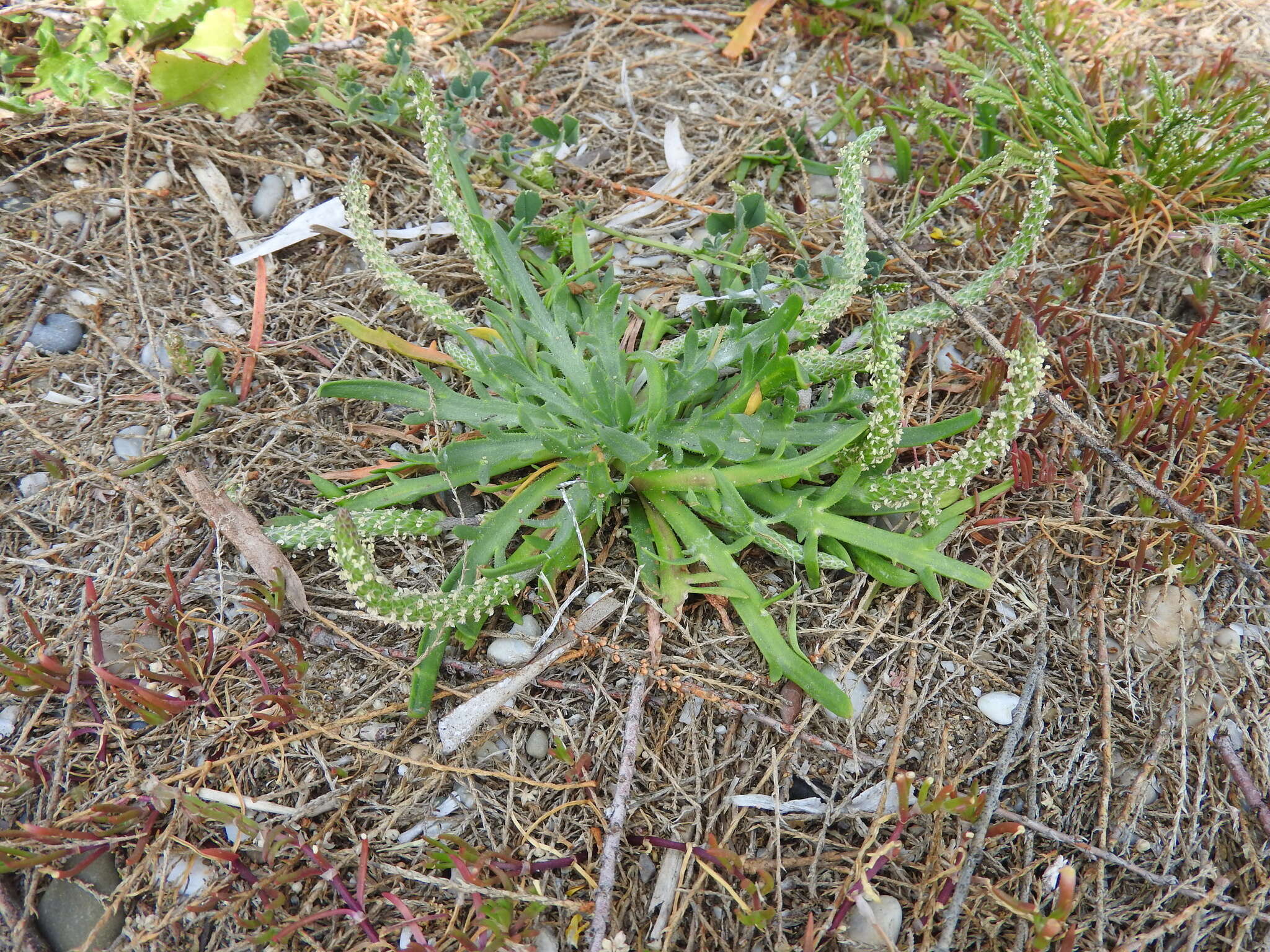 Image of Plantago weldenii Rchb.