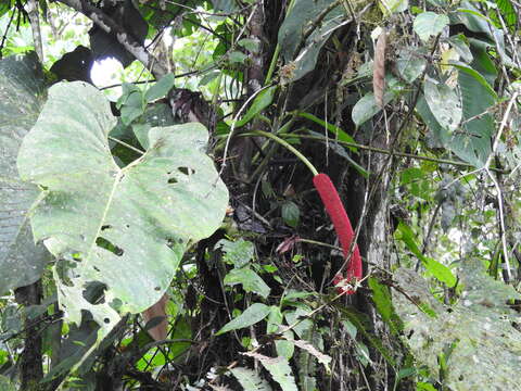 Image of Anthurium giganteum Engl.