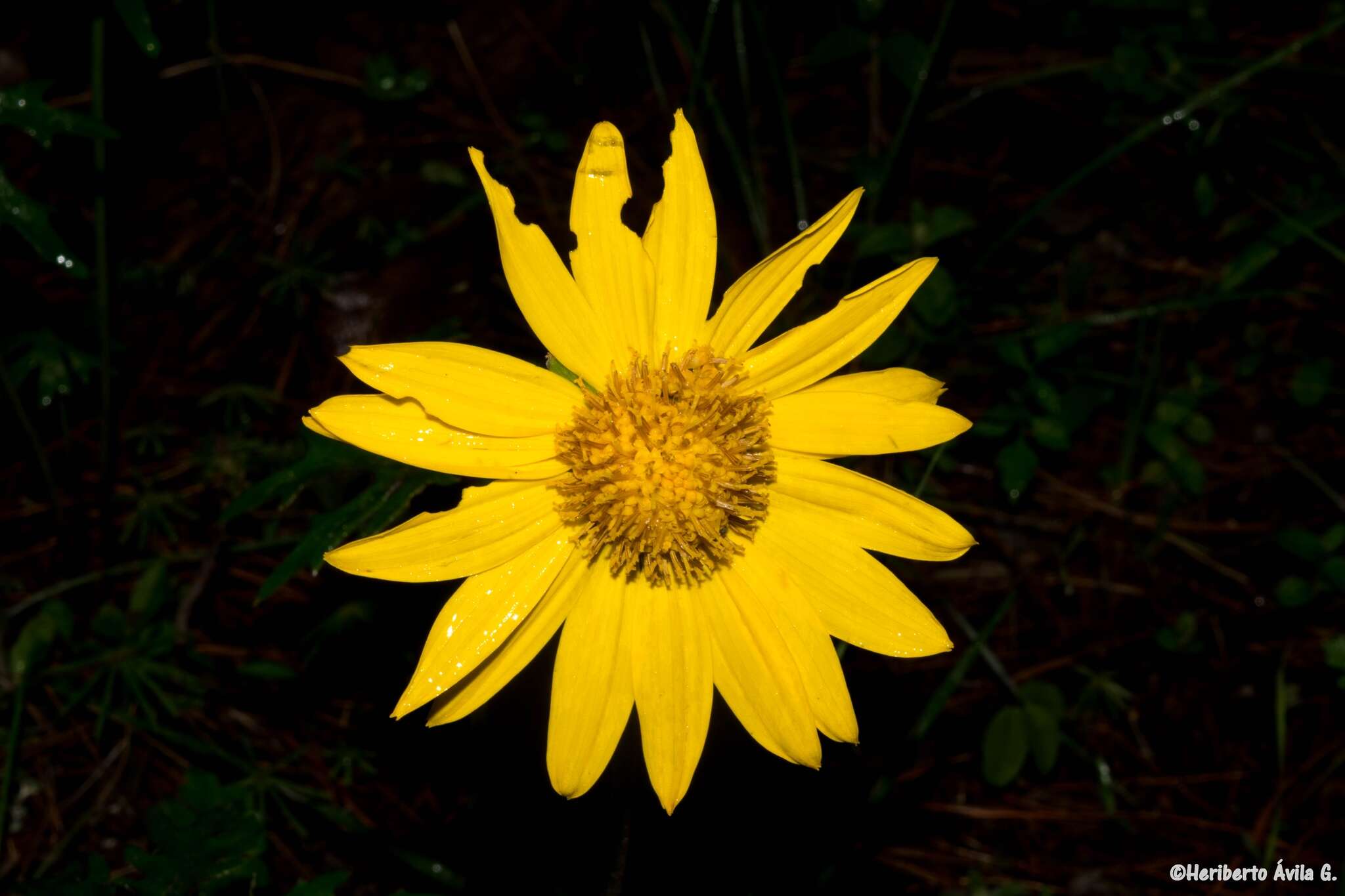 Pippenalia delphinifolia (Rydb.) Mc Vaugh resmi