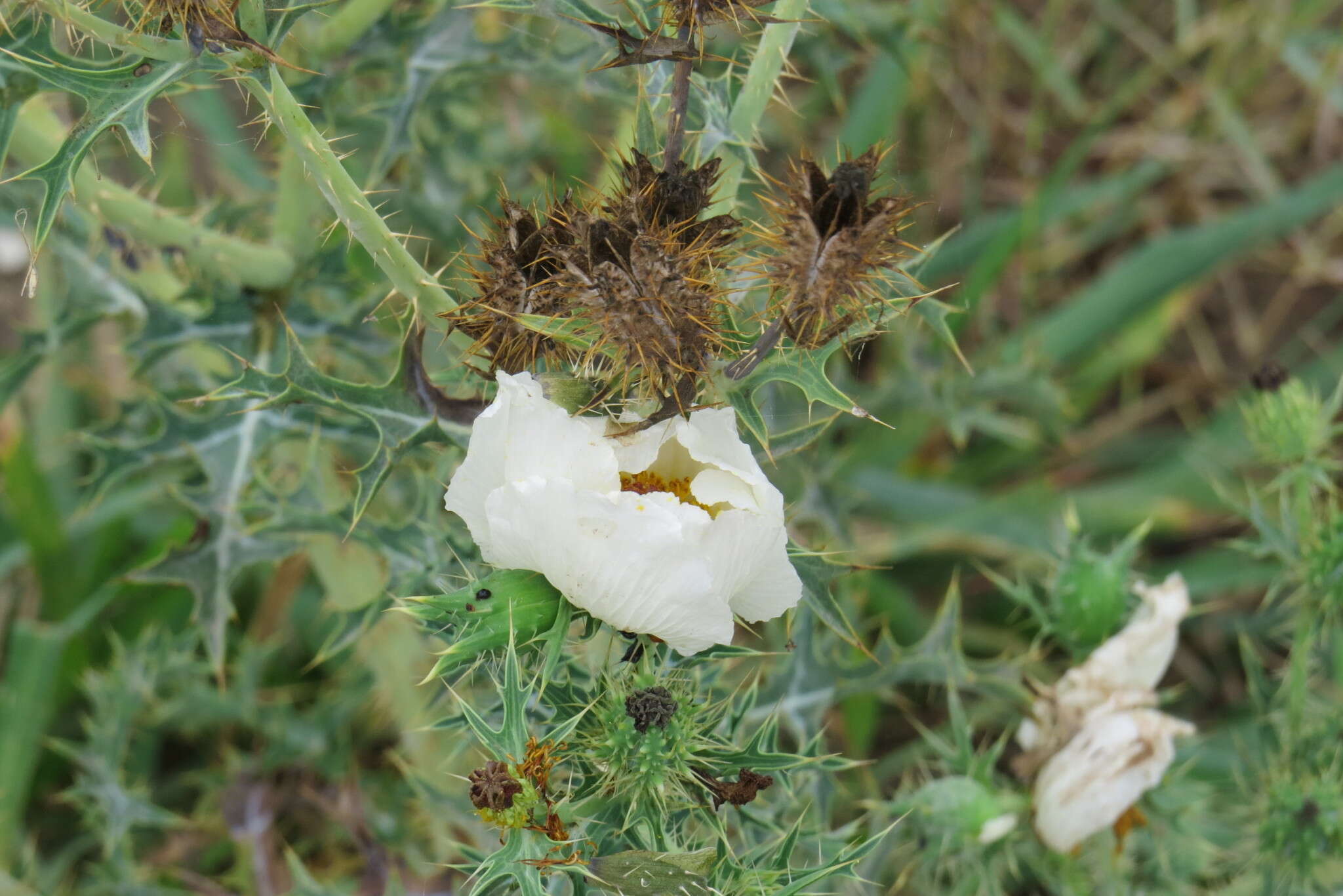 Image of red pricklypoppy