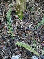 Image of Blechnum hastatum Kaulf.