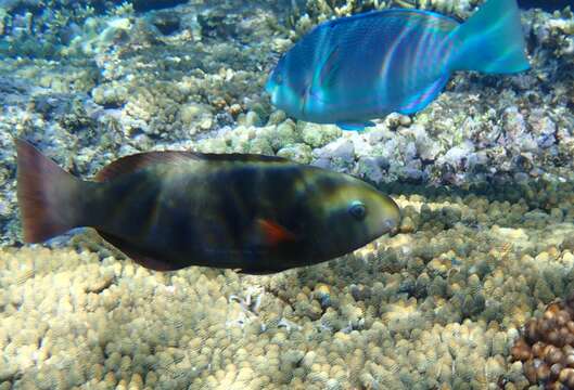 Image of Globehead Parrotfish