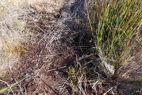 Image of Rose’s Mountain Toadlet