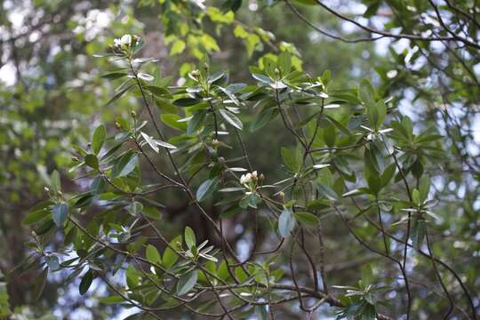 Imagem de Gordonia lasianthus L. ex Ellis