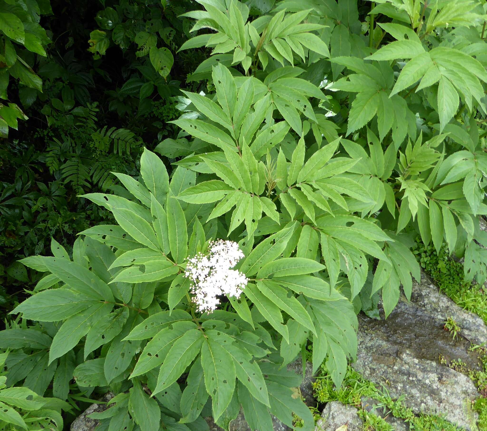 Image of Sambucus adnata Wall.