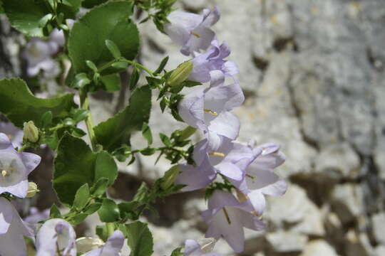 Image of Campanula mirabilis Albov