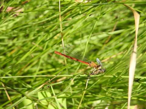 Image of Red Damsels