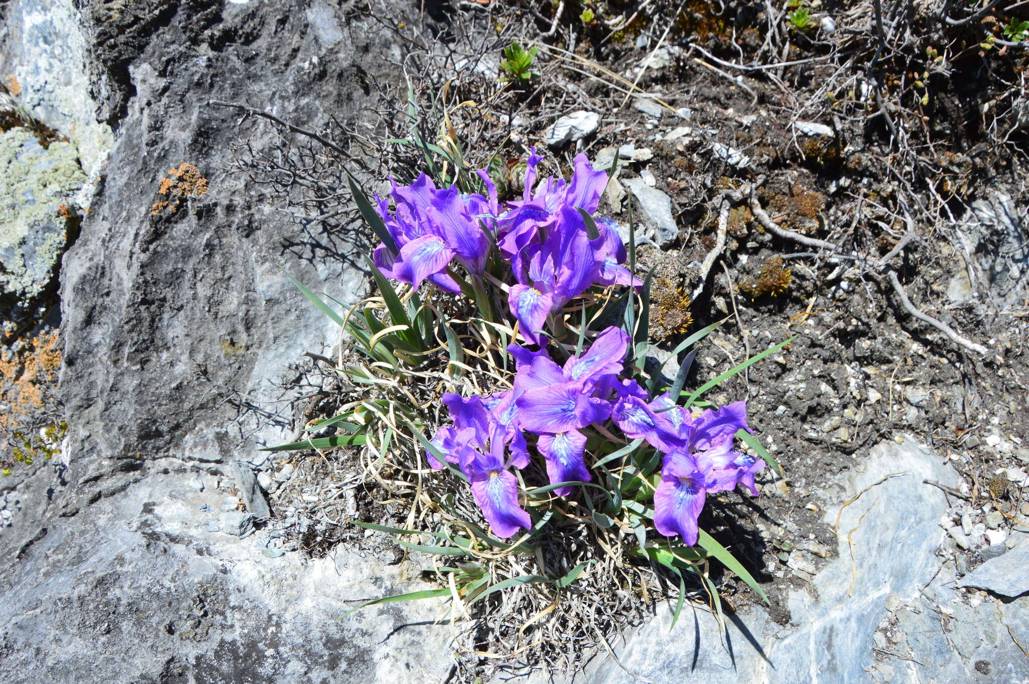 Image of Iris tigridia Bunge ex Ledeb.