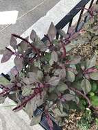 Amaranthus cruentus L. resmi