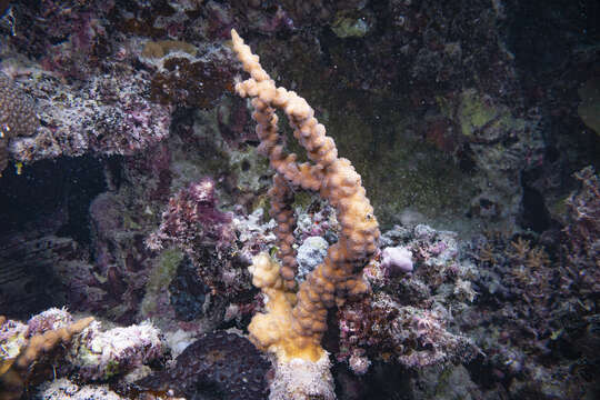 Image of hedgehog coral