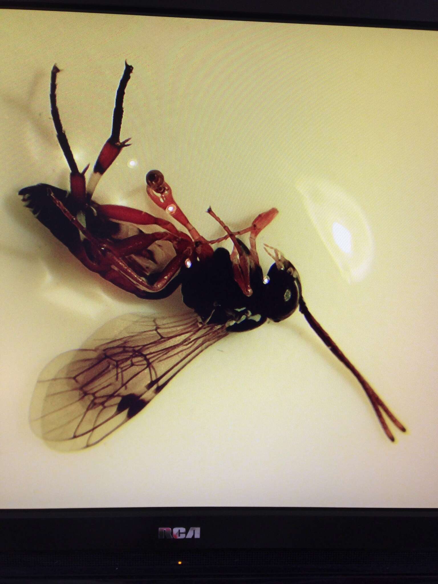 Image of Parasitoid wasp