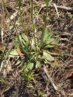 Image of southeastern sneezeweed