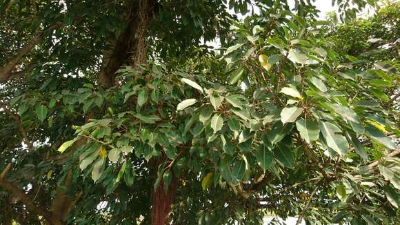 Image of Ficus caulocarpa Miq.