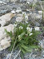 Image de Oxytropis varlakovii Serg.