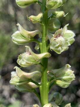 Image of California larkspur