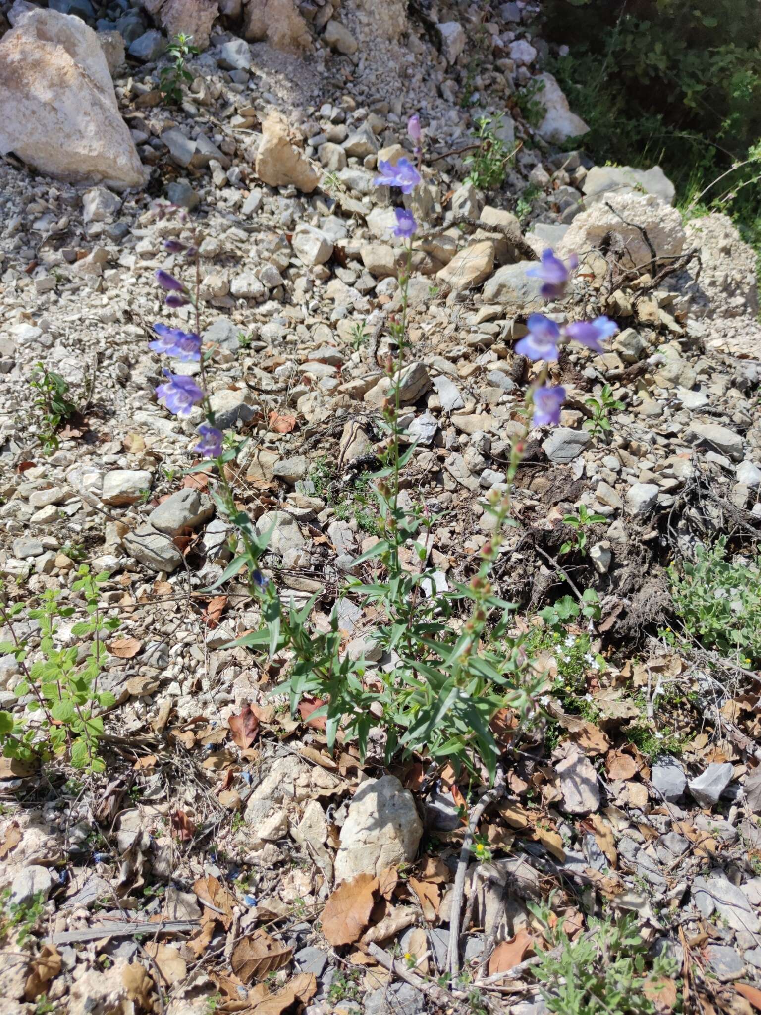 Penstemon leonensis Straw的圖片