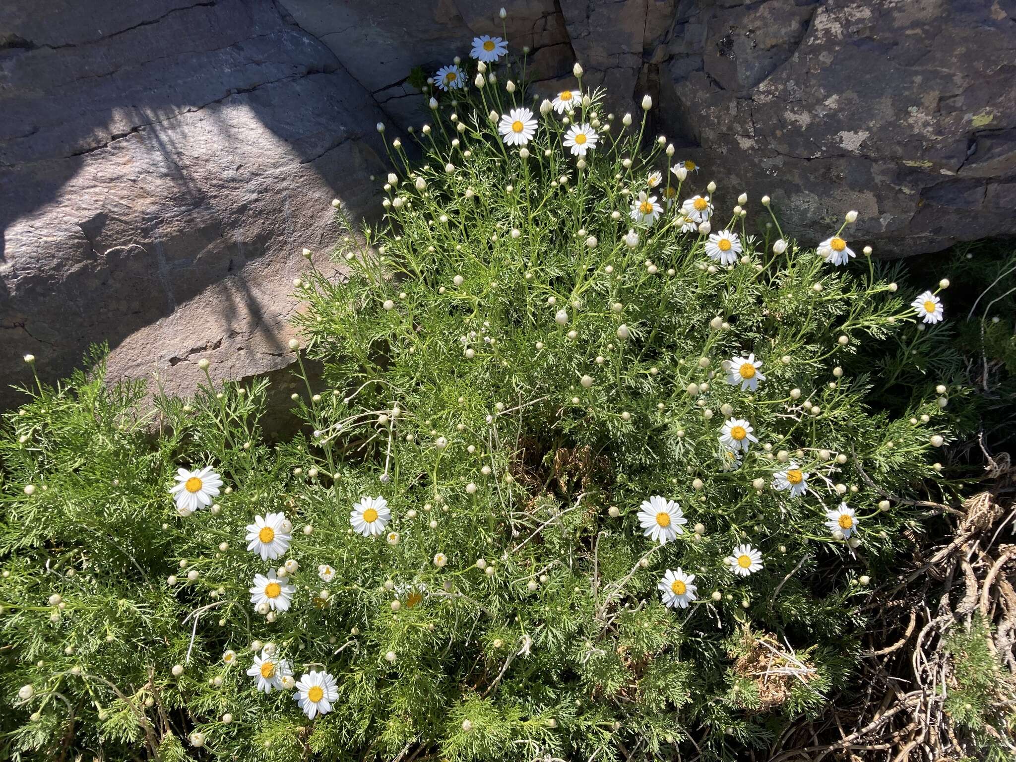 Image of Argyranthemum haouarytheum C. J. Humphries & D. Bramwell