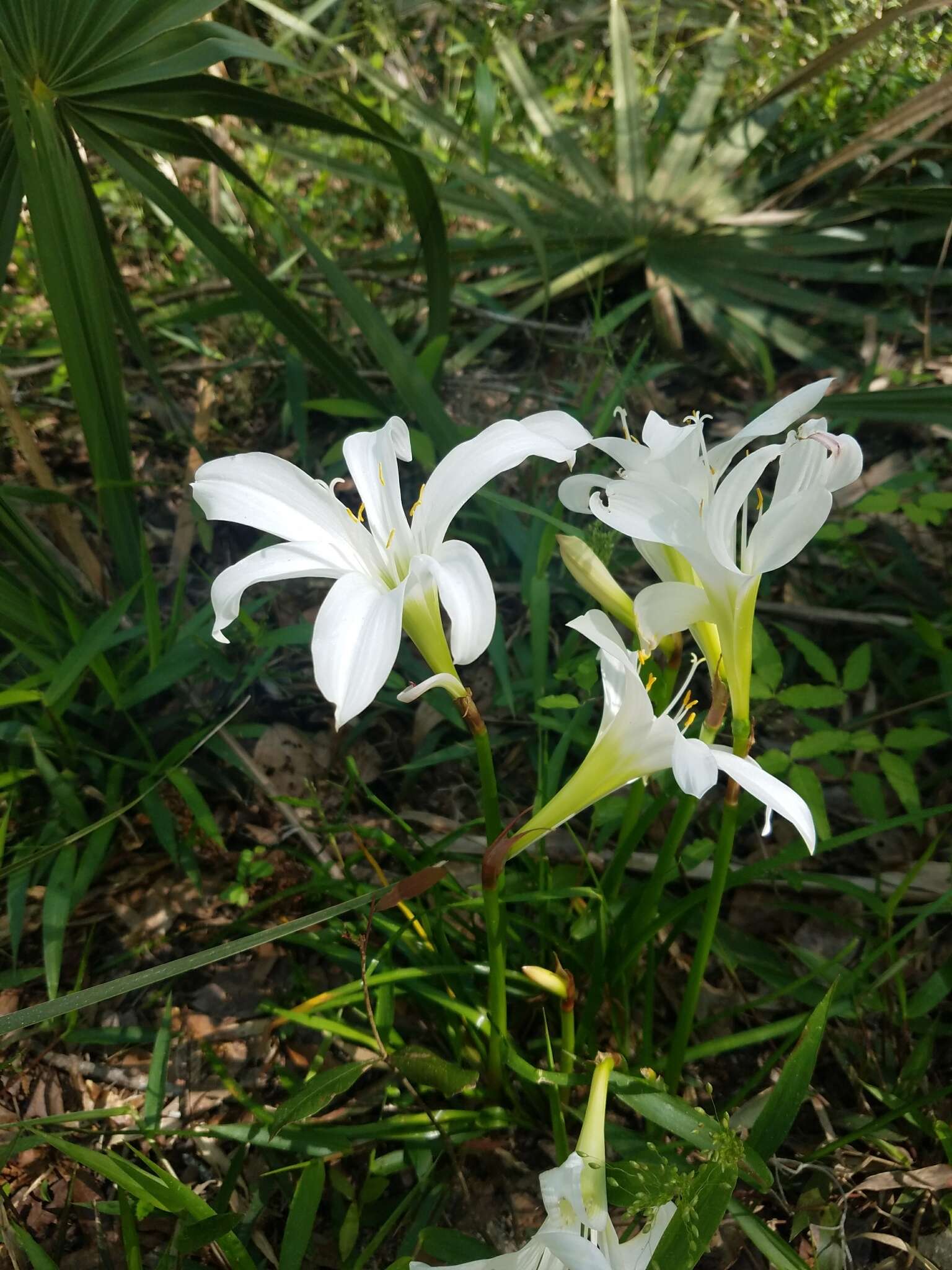 Zephyranthes atamasco (L.) Herb. resmi