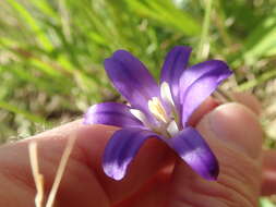 Sivun Brodiaea elegans subsp. hooveri Niehaus kuva