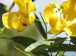 Senna splendida var. gloriosa H. S. Irwin & Barneby resmi