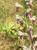 Image of Himantoglossum caprinum subsp. jankae (Somlyay, Kreutz & Óvári) R. M. Bateman, Molnar & Sramkó