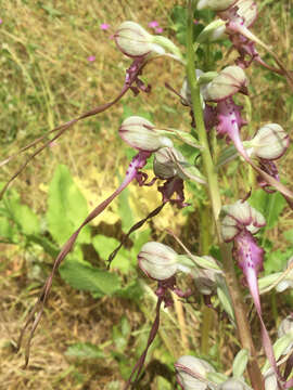 Image of Himantoglossum caprinum subsp. jankae (Somlyay, Kreutz & Óvári) R. M. Bateman, Molnar & Sramkó