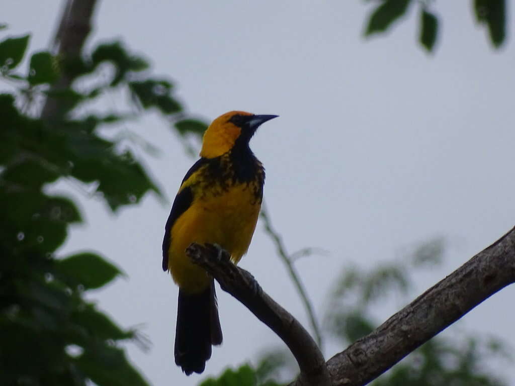 Image of Spot-breasted Oriole