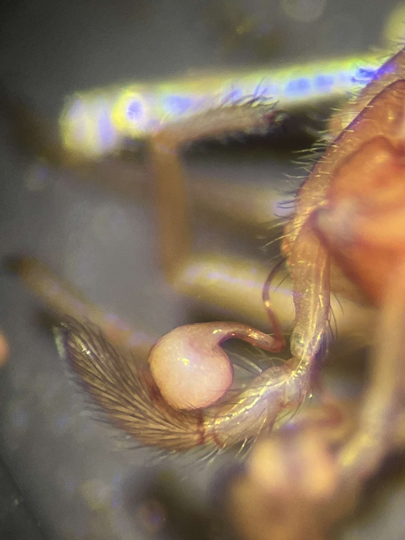 Image of Orthonops icenoglei Platnick 1995