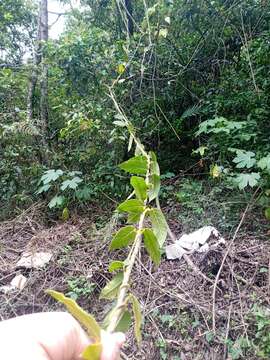 Image of Matelea lanceolata (Decne.) R. E. Woodson