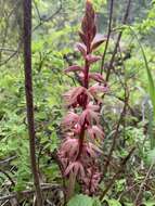 Image de Corallorhiza striata var. striata