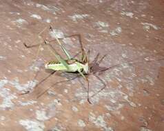 Image of Common Short-winged Katydid