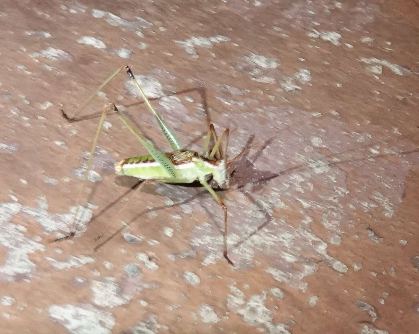 Image of Common Short-winged Katydid