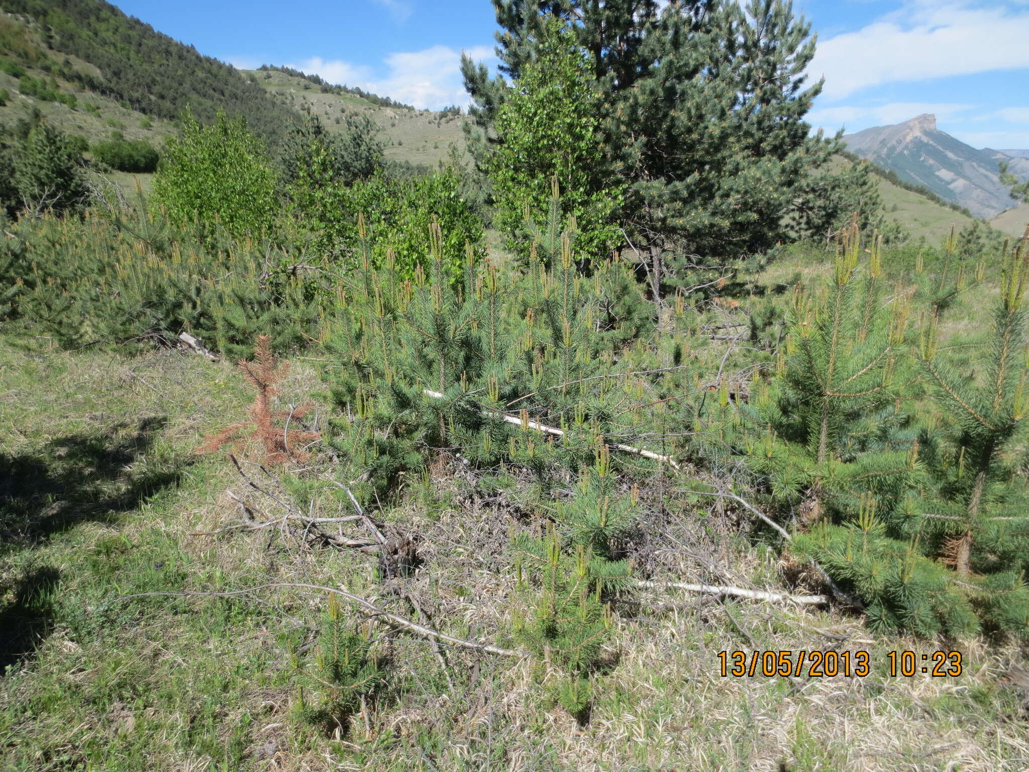 Image of Pinus sylvestris var. hamata Steven