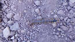 Image of Giant Redheaded Centipede