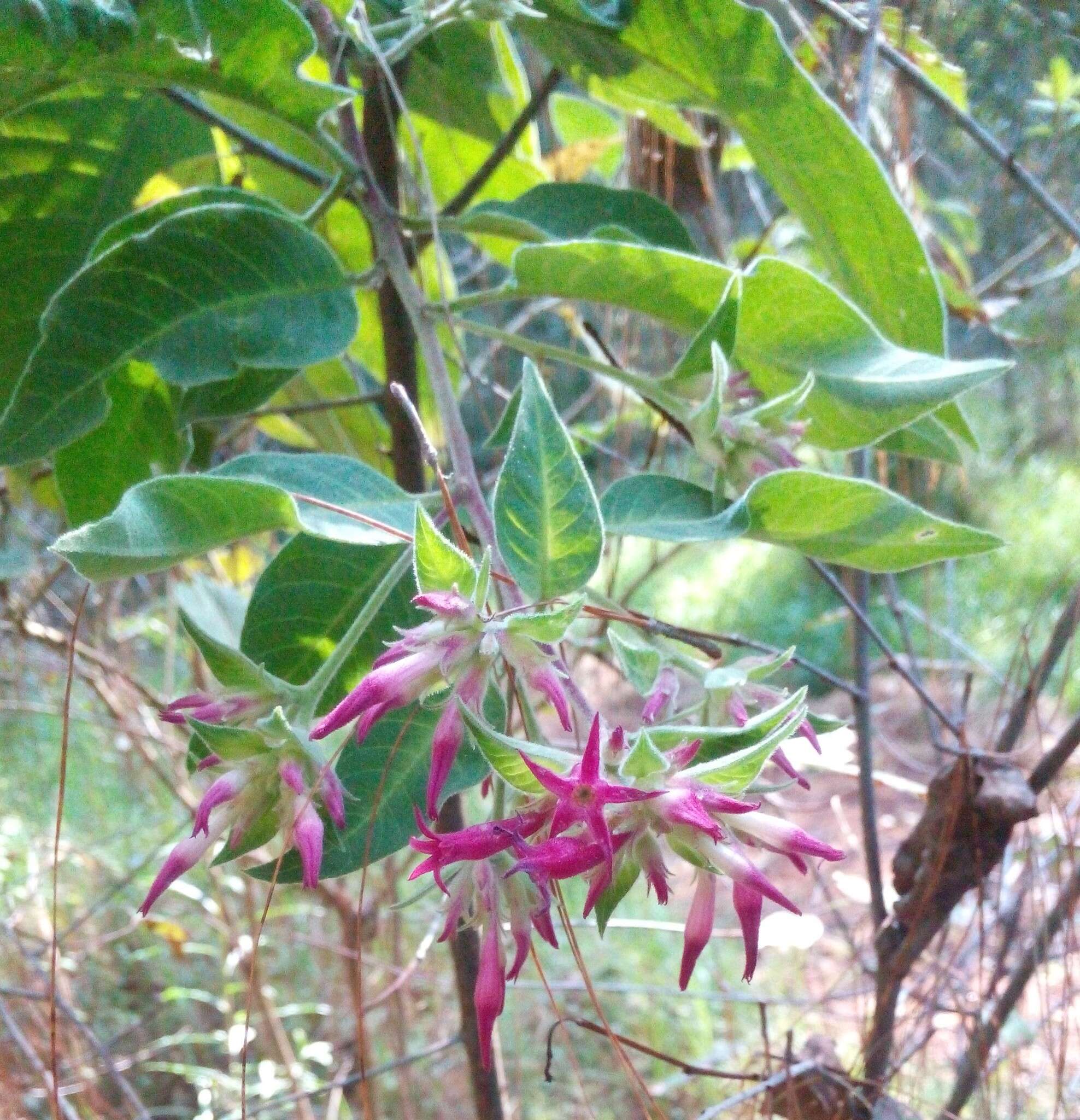 Image of Cestrum roseum Kunth