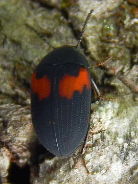 Image of Platydema elliptica (Fabricius 1798)