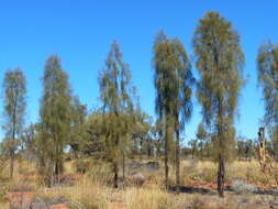 Image of Desert oak