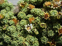 Image of Xenophyllum dactylophyllum (Sch. Bip.) V. A. Funk