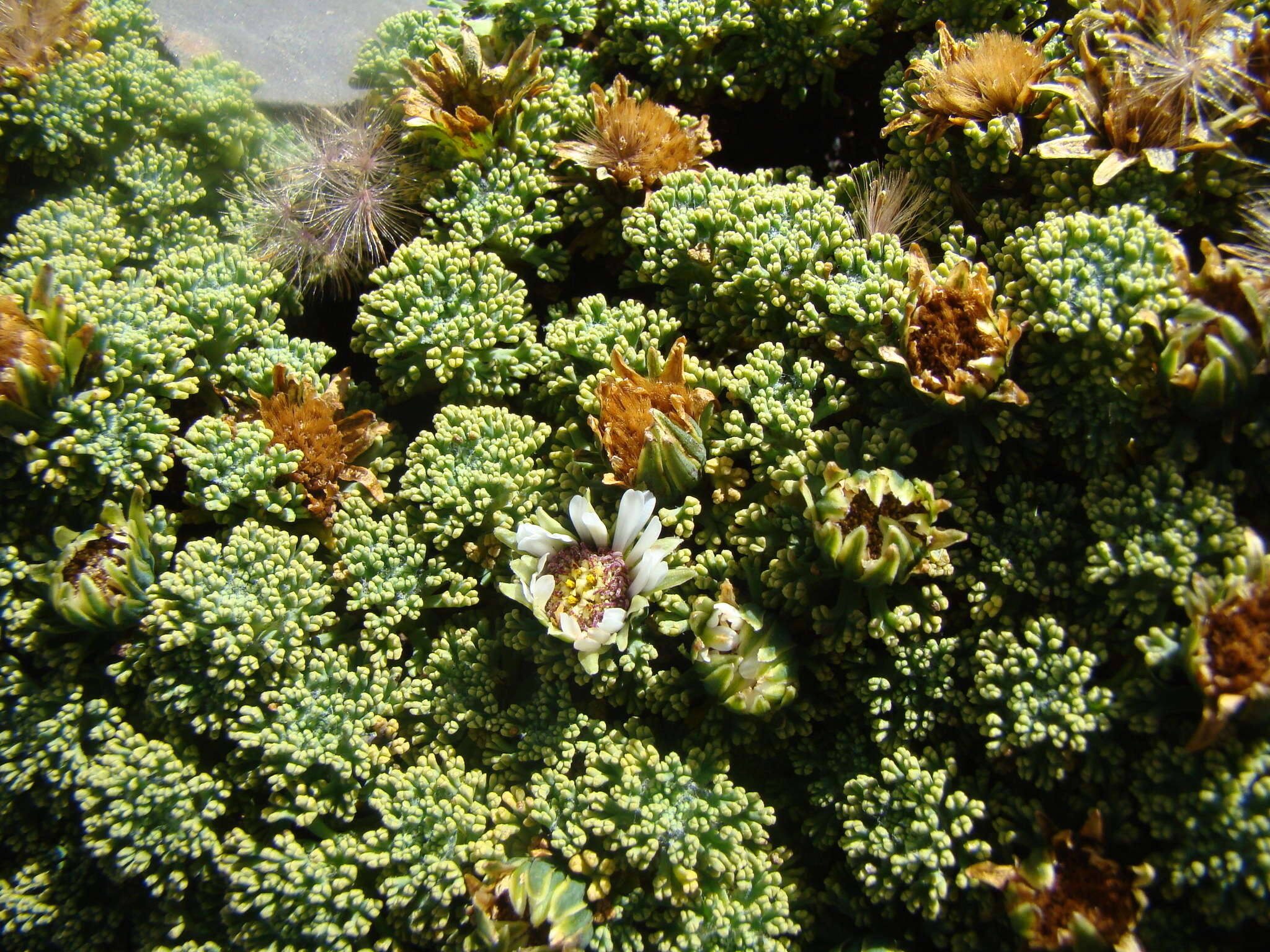 Image of Xenophyllum dactylophyllum (Sch. Bip.) V. A. Funk