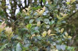 Imagem de Ilex goshiensis Hayata