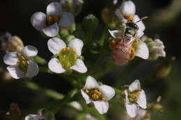 Image of Nomioides minutissimus (Rossi 1790)