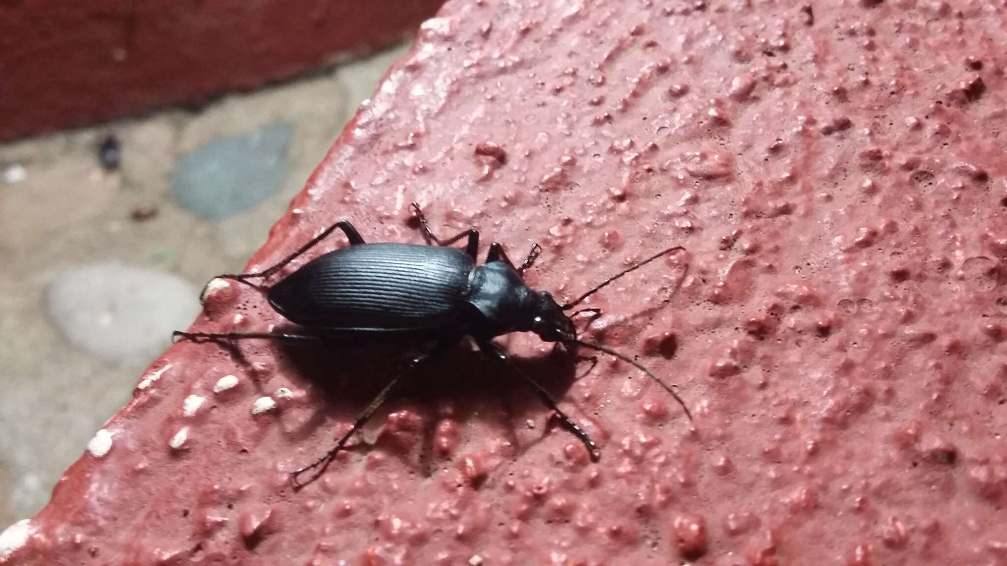 Image of Calosoma (Carabosoma) angulatum Chevrolat 1834