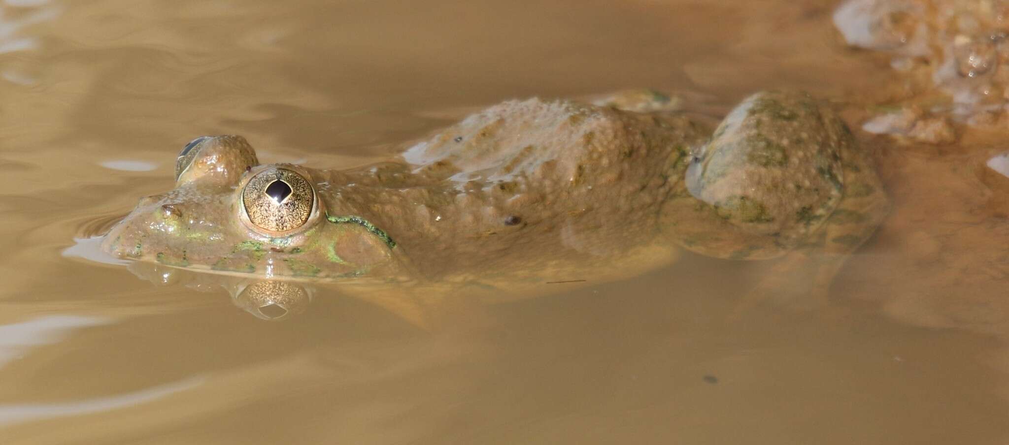 Image of African Groove-crowned Frog