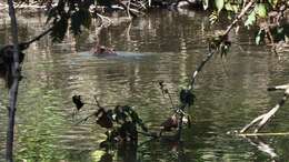 Image of beavers