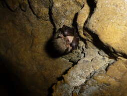 Image of Brown long-eared bat