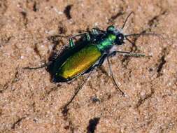 Image of Cicindela (Cicindela) scutellaris flavoviridis Vaurie 1950