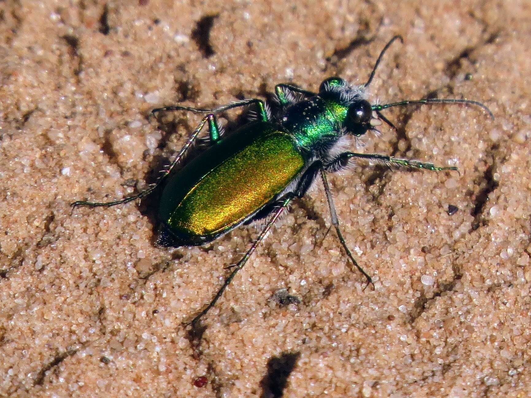 Image of Cicindela (Cicindela) scutellaris flavoviridis Vaurie 1950