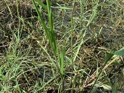 Image of Lax Gaping Grass