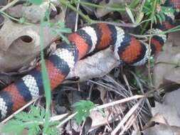 Image of California Mountain Kingsnake